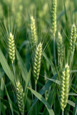 Close up of wheat in a mature wheat fieldの素材