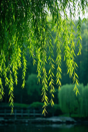 The natural scenery of spring with swaying weeping willowsの素材