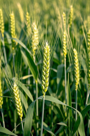 Close up of wheat in maturityの素材