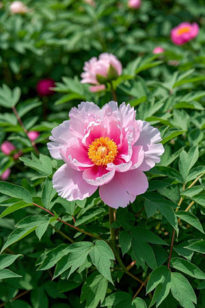 Close up of pink peonies in bloomの素材