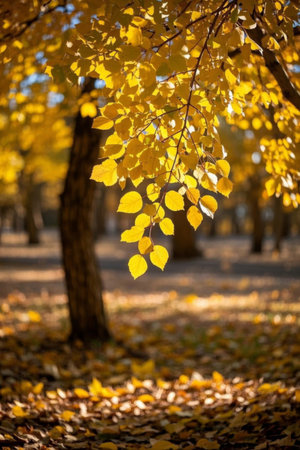 Autumn outdoor golden leaf forest sceneの素材