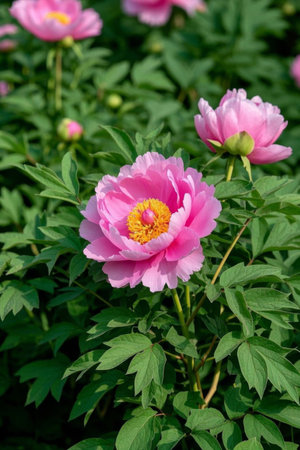 Close up of pink peonies in bloomの素材