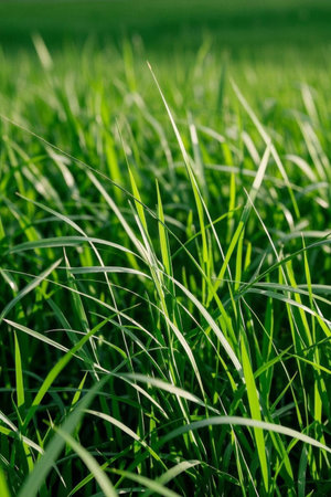 Close up of green grassland natural sceneryの素材