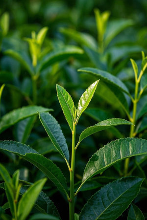 Close up of tender green tea plantsの素材