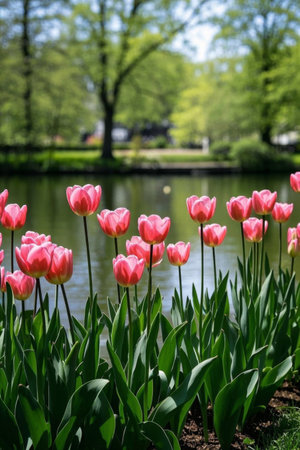 Pink tulips blooming by the lakeの素材
