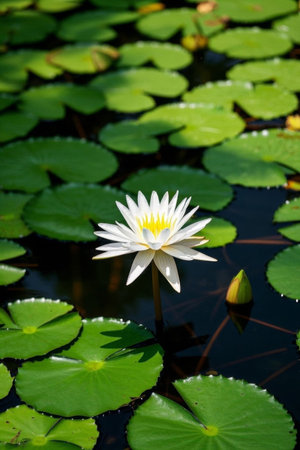 White water lilies and lotus leaves in the pondの素材
