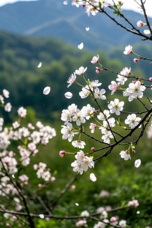 White flowers blooming and falling in the mountainsの素材
