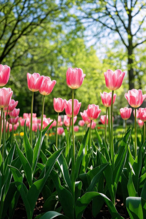 Pink tulips blooming in the gardenの素材