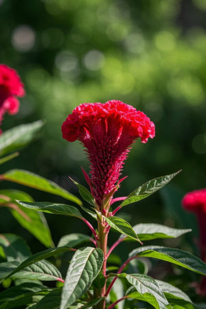 Close up of red cockscombの素材