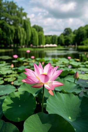 Pink lotus flowers and leaves blooming in the pondの素材