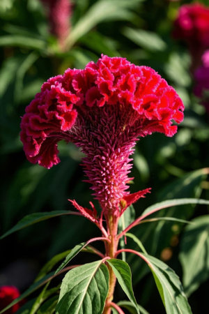 Close up of Cockscomb flowersの素材