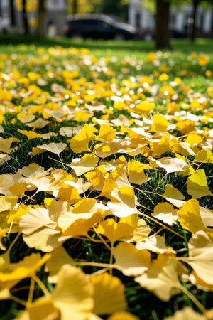 Yellow ginkgo leaves scattered on the grassの素材
