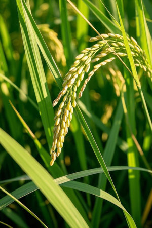 Close up of ripe rice earsの素材