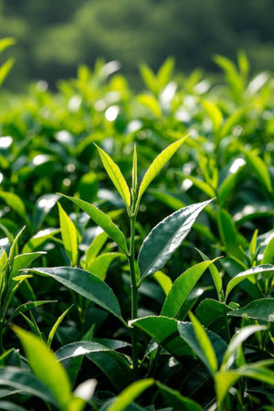Close up of tender green tea leaves in the tea gardenの素材