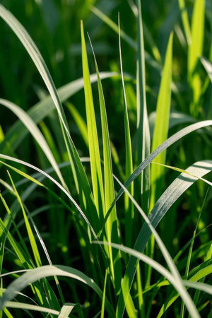 Close up of green grass in the sunの素材