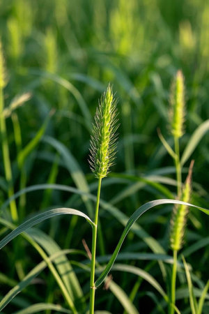Close up of green foxtail grass in a fieldの素材