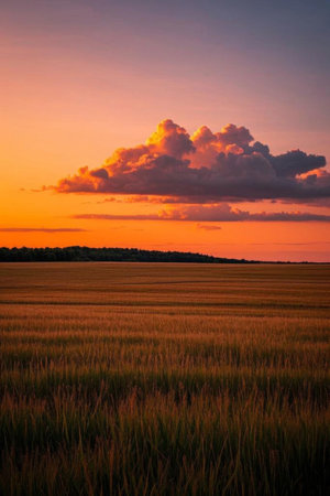 The vast wheat fields and sky at sunsetの素材