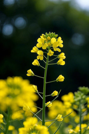 Close up of yellow rapeseed flowersの素材