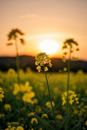 Close up of rapeseed fields at sunsetの素材