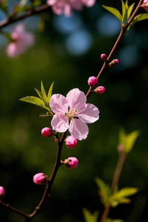 Close up of blooming pink peach blossomsの素材