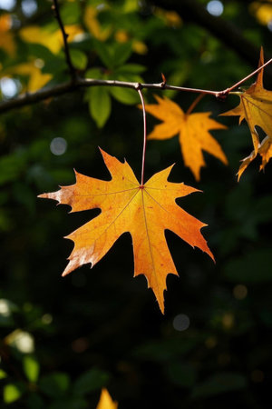 Close up of yellow maple leaves on branchesの素材