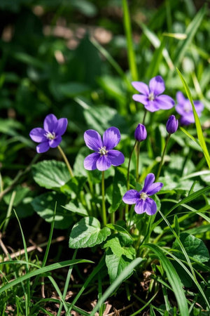 Small purple flowers in the grassの素材