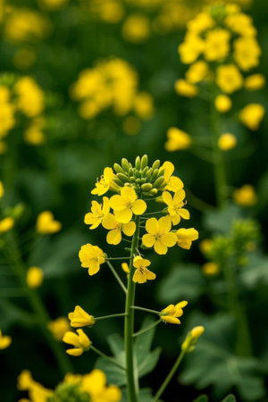 Close up of yellow rapeseed flowersの素材