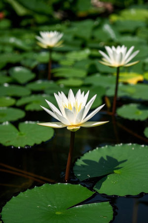 White water lilies and lotus leaves in the pondの素材