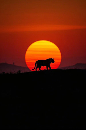 Silhouette of a tiger walking in the sunsetの素材