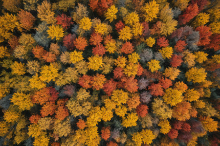 Aerial panoramic view of the forest in autumnの素材
