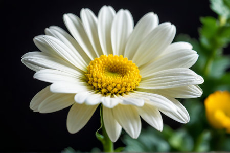 Close up of white daisyの素材