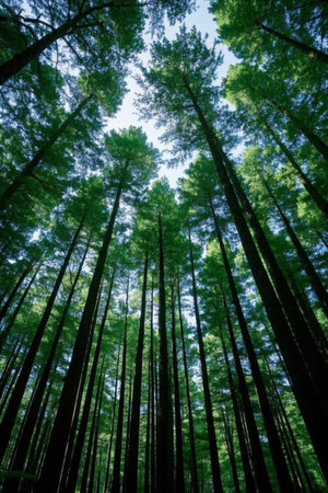 Dense forest from an upward perspectiveの素材