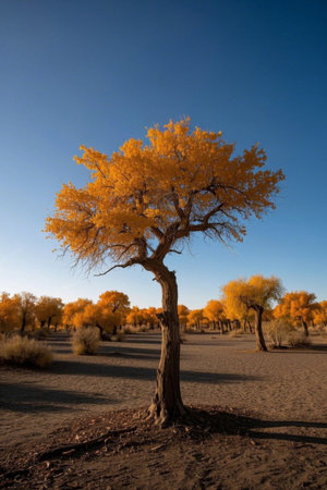 Golden Poplar Landscape in the Desertの素材