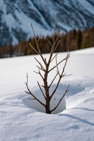 Dead trees in the snow and the snowy scenery of distant mountainsの素材