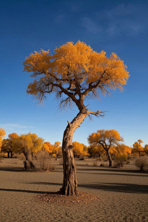 Golden Poplar Landscape in the Desertの素材