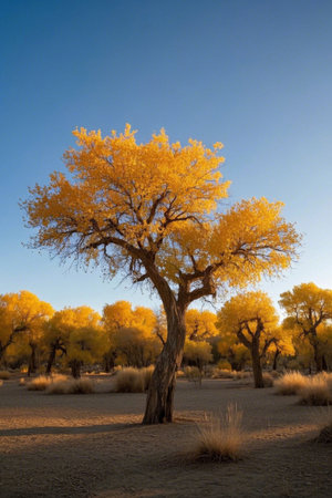 The golden poplar forest scene in the desertの素材