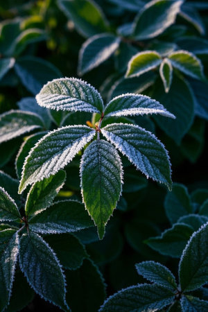 Close up of frosted green leavesの素材
