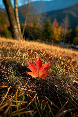Red maple leaves in autumn meadowsの素材