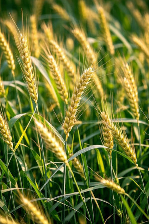 Close up of mature wheatの素材