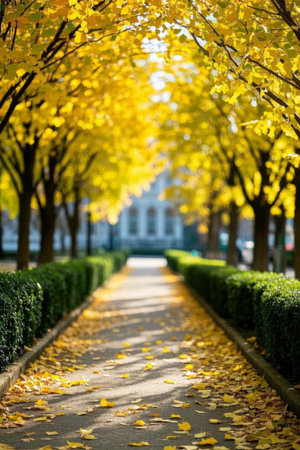 Shaded paths with yellow leaf paving in autumnの素材
