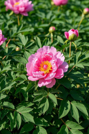 Pink peonies in bloomの素材