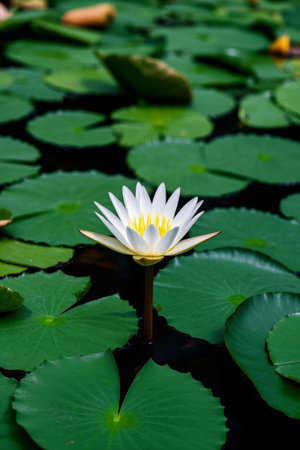 White water lilies and lotus leaves in the pondの素材