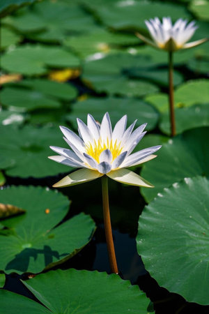 White water lilies blooming in the waterの素材