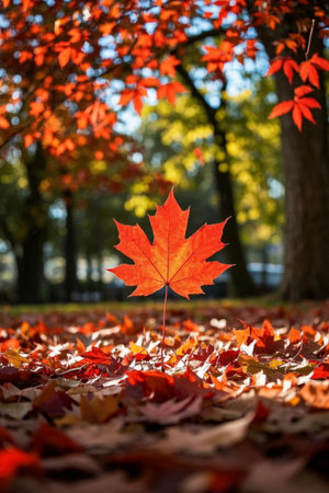 Red maple leaves in the autumn forestの素材