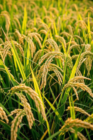 Close up of rice ears in a mature and plump rice fieldの素材