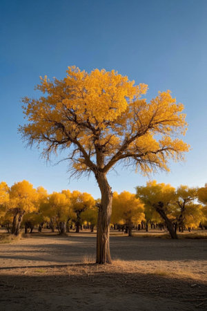 Golden Populus euphratica forest natural landscapeの素材