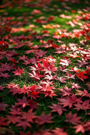 Red maple leaves scattered on the grassの素材