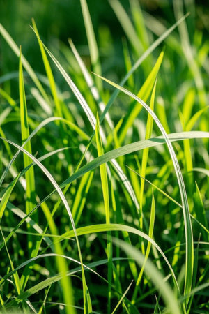 Close up of green grass in the sunの素材