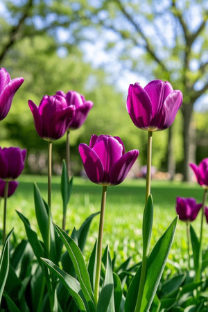 Close up of purple tulips outdoorsの素材