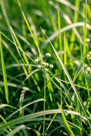 Close up of small white flowers on the grassの素材